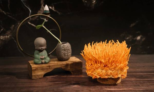 Giải mã sức mạnh cặp đôi hàu biển và đông trùng hạ thảo đối với sinh lý nam giới